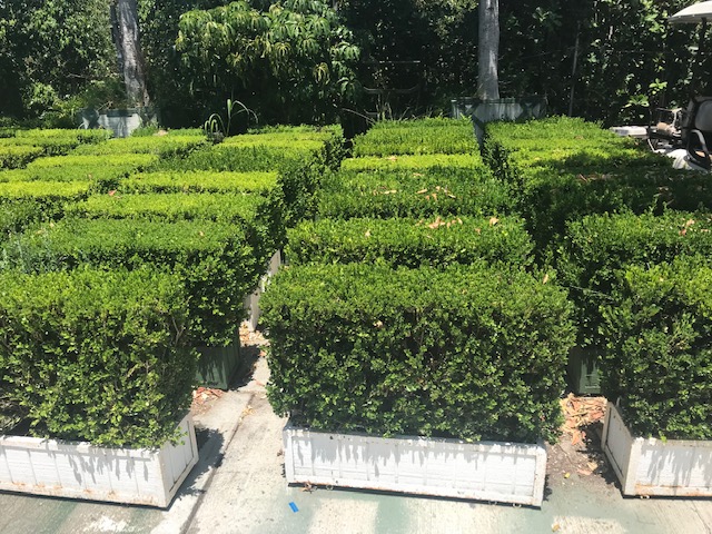 Box Hedges