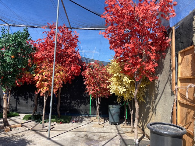 Trees, Plants & Flowers