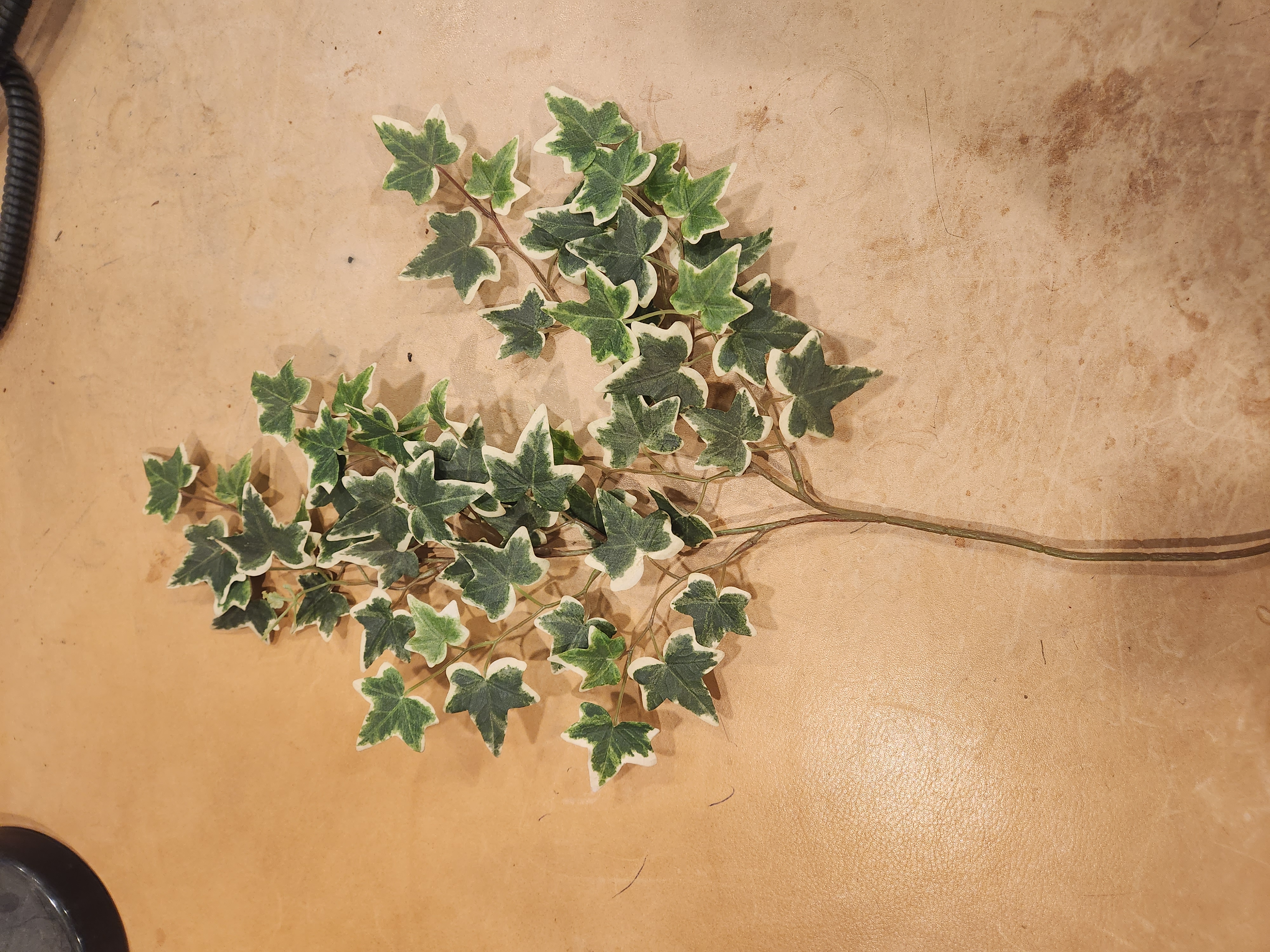 Ivy Spray Varigated #1