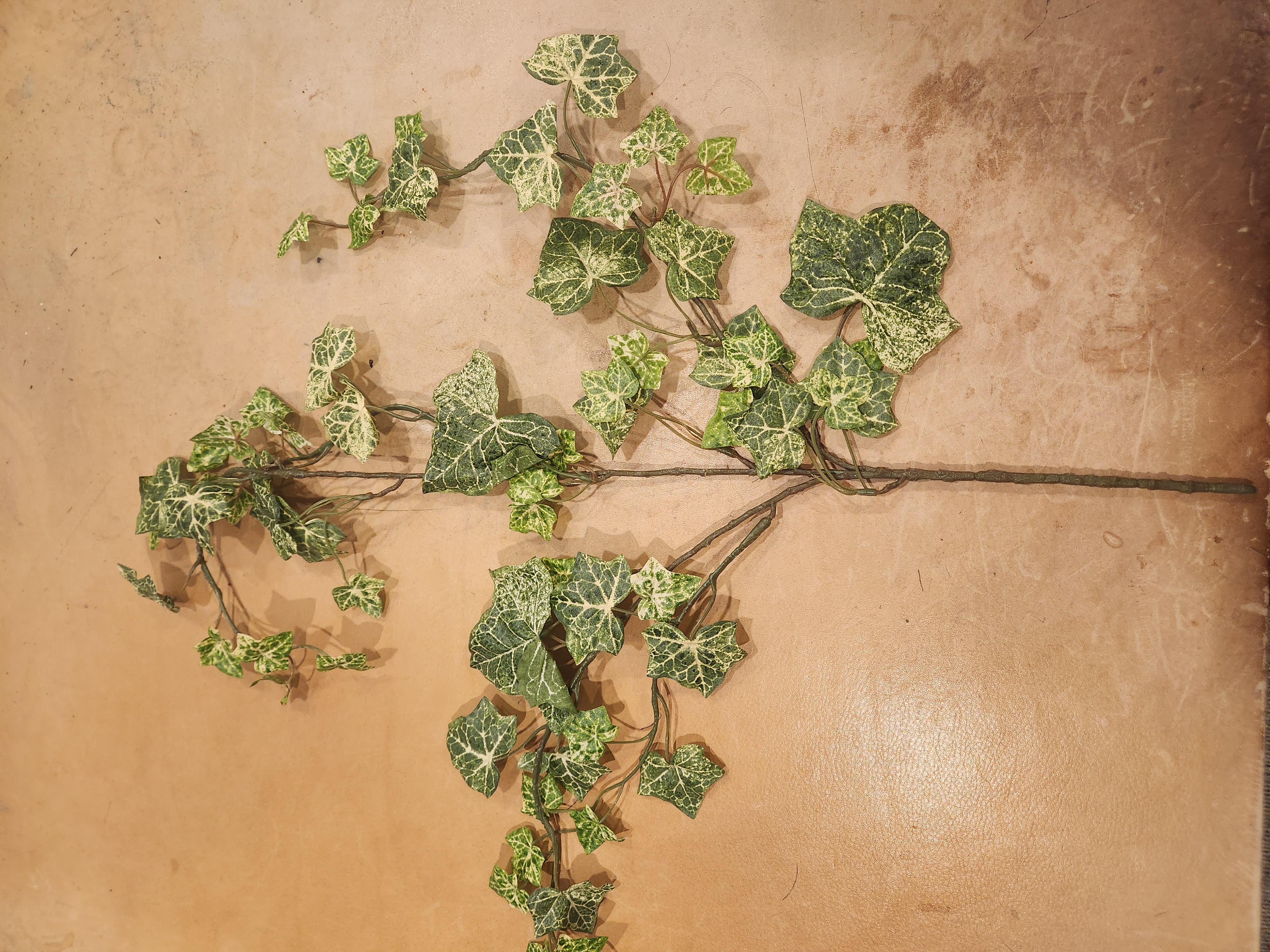 Ivy Spray Varigated #2
