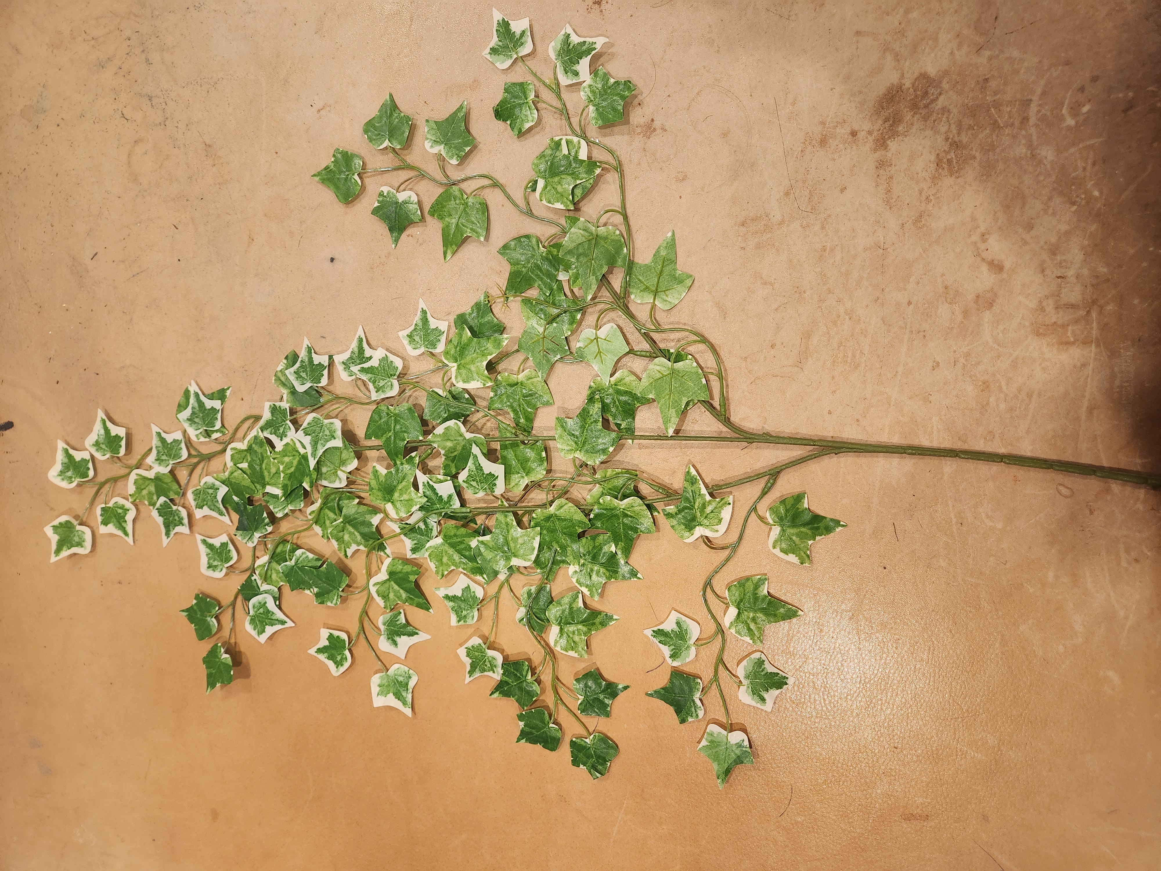 Ivy Spray Varigated #3