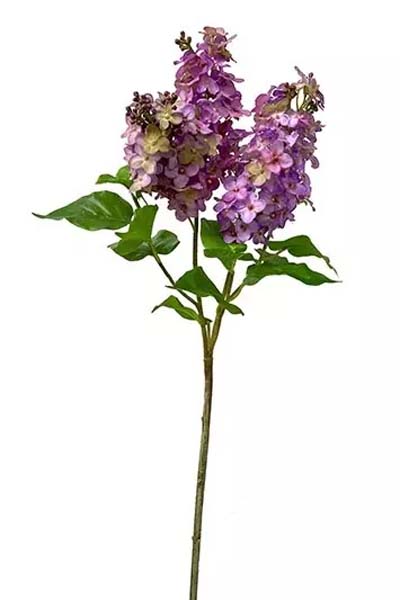 Lilac Spray