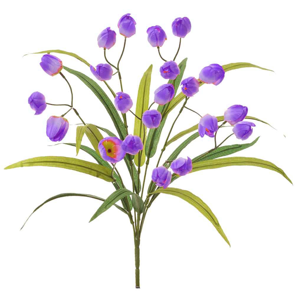 Tulip Bush-Purple