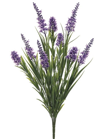 Star Flower Bush