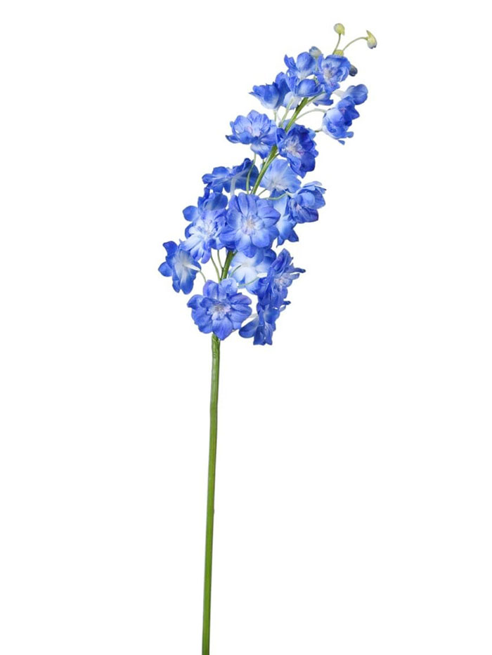 Delphinium Bush-Blue