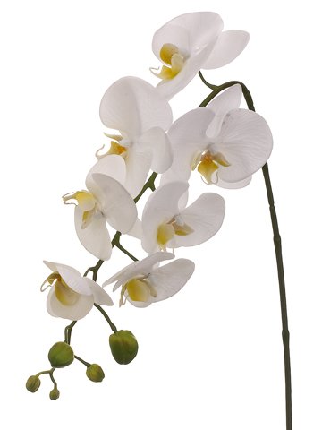 Orchid Spray
