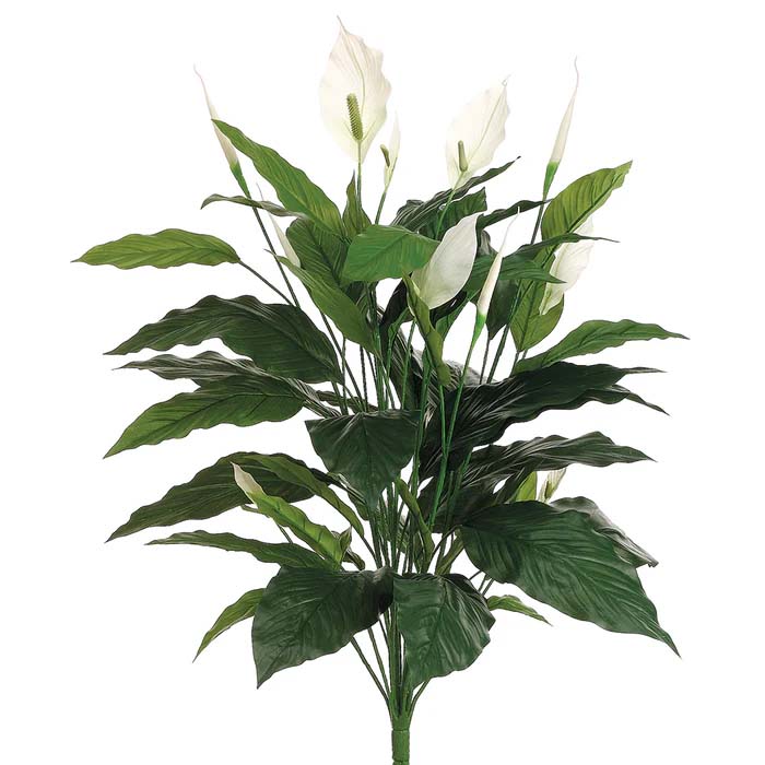 Spathiphyllum Spray