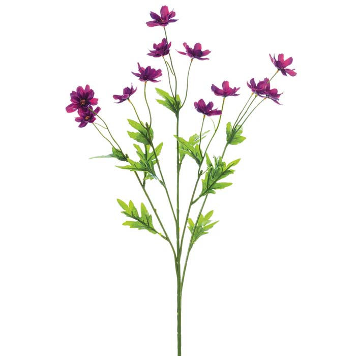 Mini Cosmos Bush
