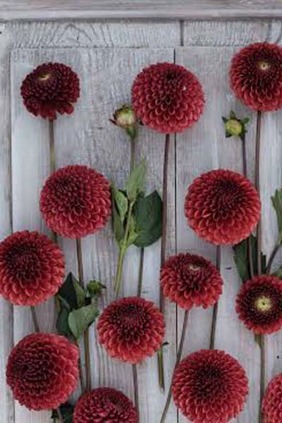 Dahlia Copper Boy Spray