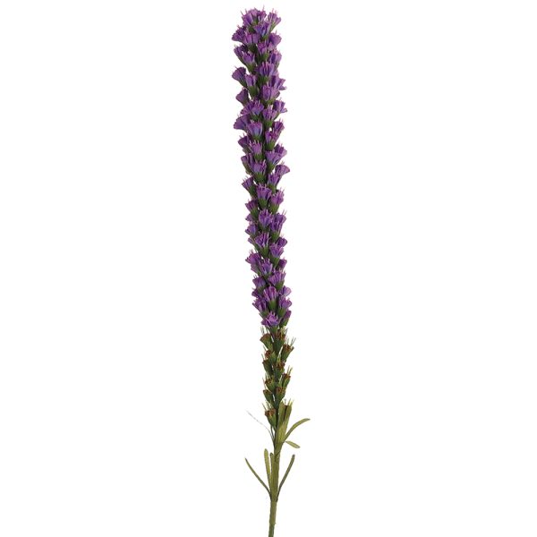 Liatris Spray