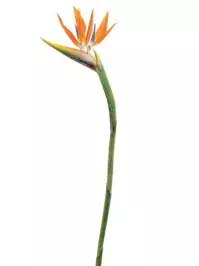 Bird of Paradise Spray