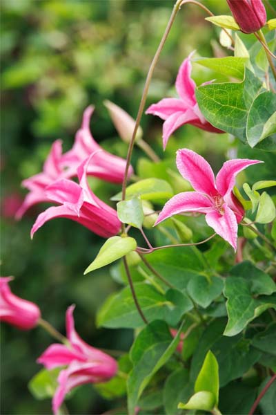Clematis Texensis Spray