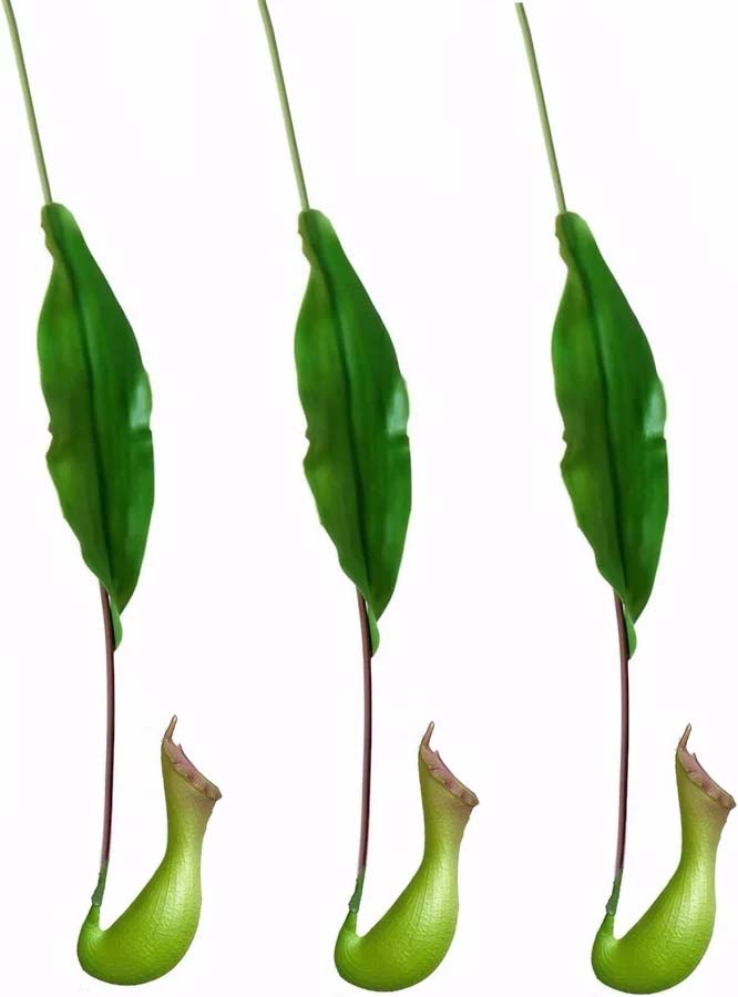 Nepenthes Pitcher Plant Spray