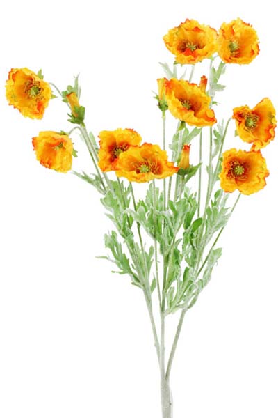 California Poppy Bush