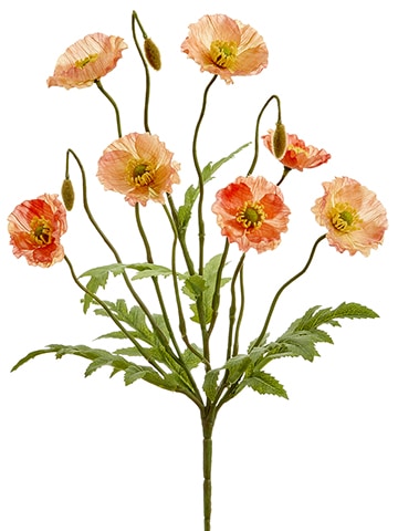 Peony Bush