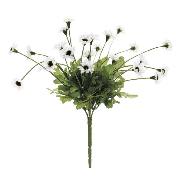 Daisy Bush