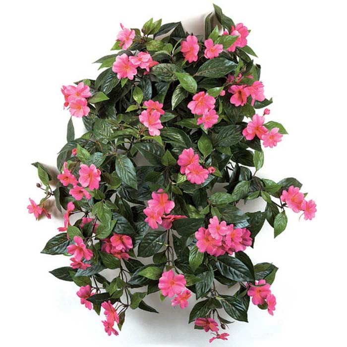 Fucshia Bush