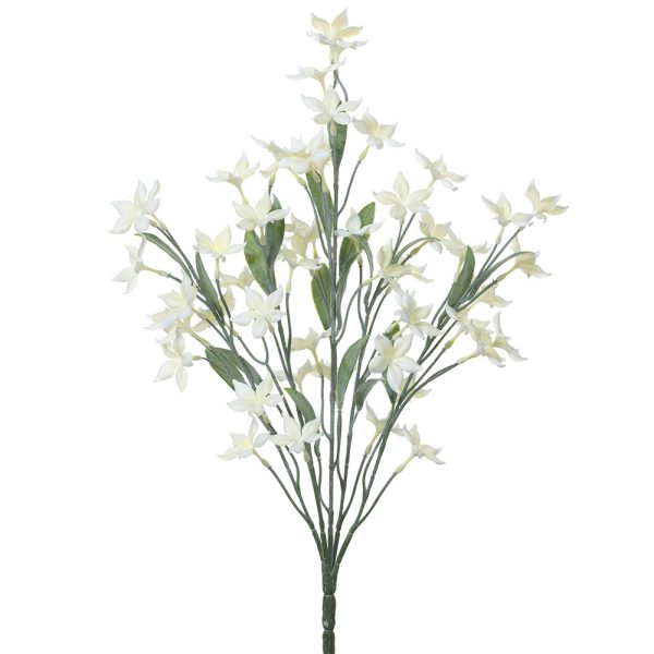 Stephanotis Bush