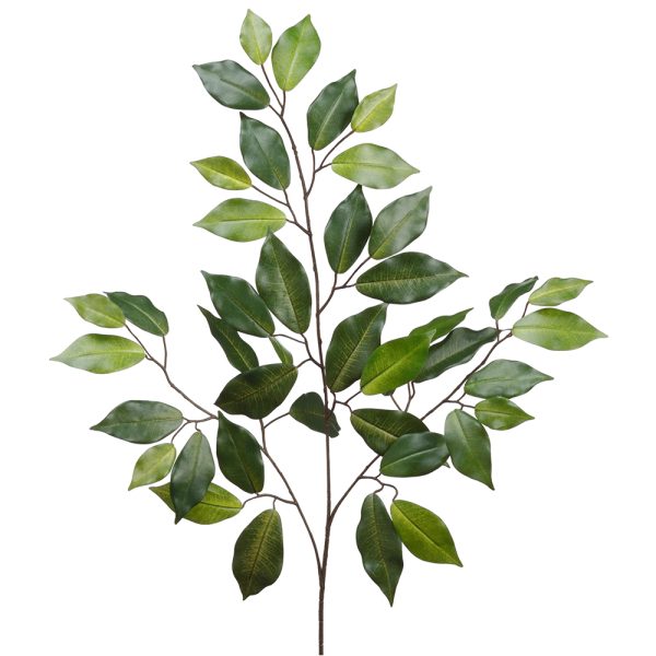 Ficus Spray