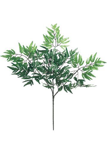 Aralia Spray