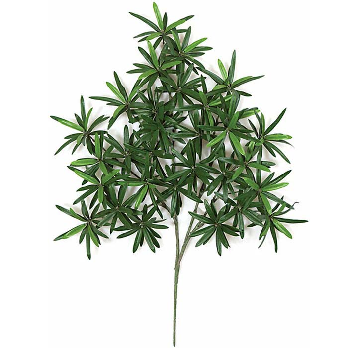 Podocarpus Spray