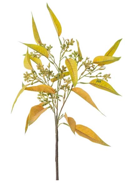 Eucalyptus Spray