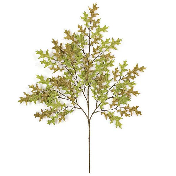 Pin Oak Small Leaf