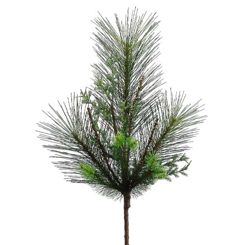 Pine Spray