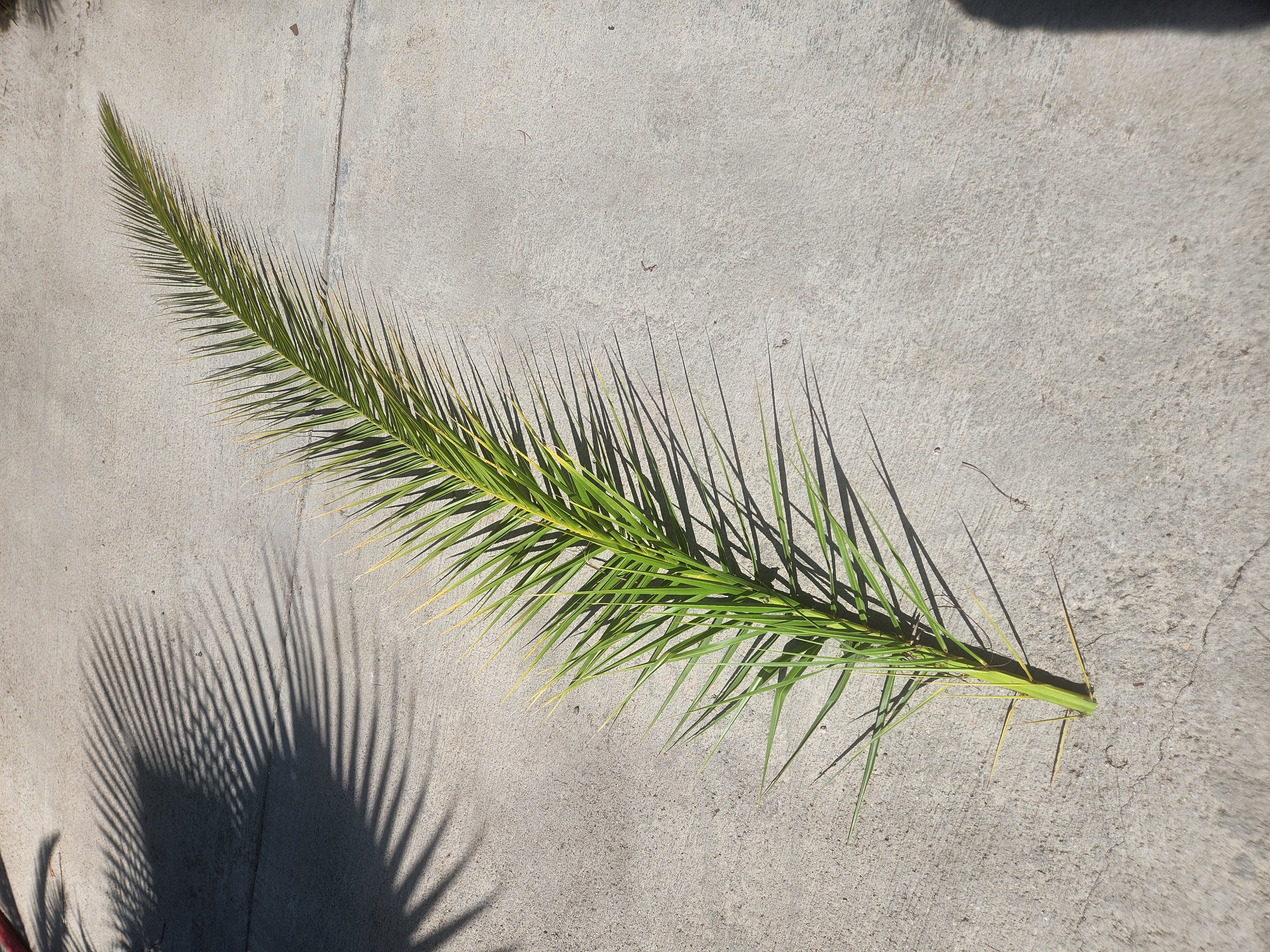 Palm Frond