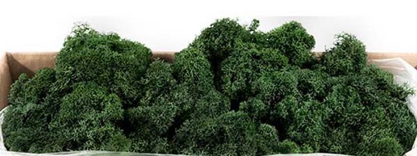 Reindeer Moss 21710 Forest