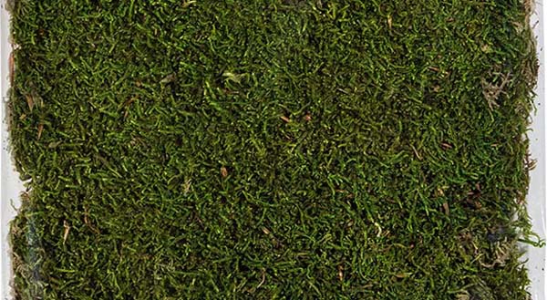 Sheet Moss 21598 For wet use