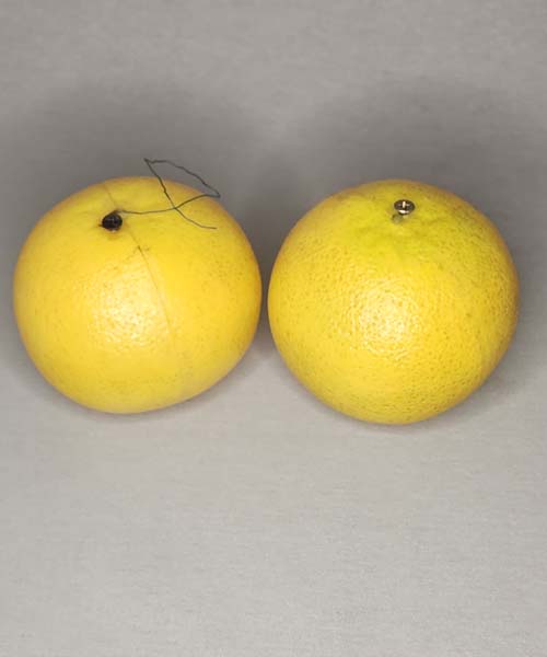 Artificial Grapefruit
