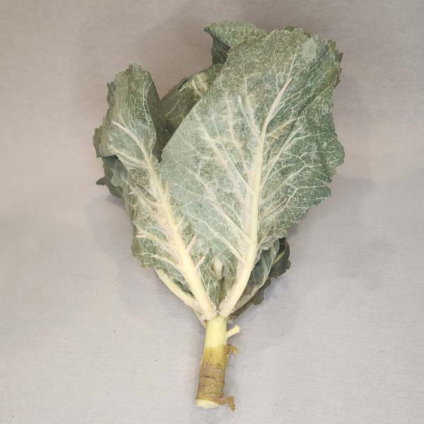 Cabbage