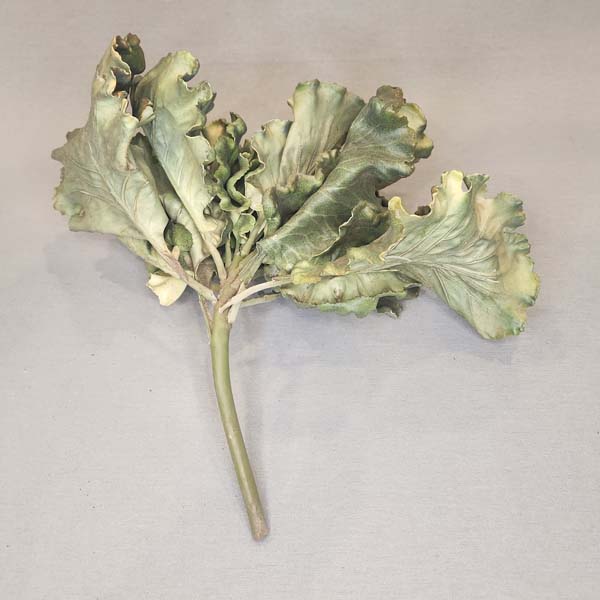 Kale, large