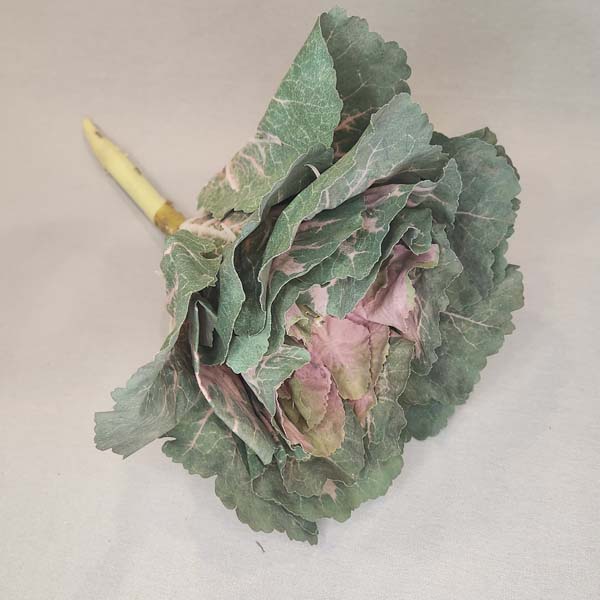 Pink Cabbage