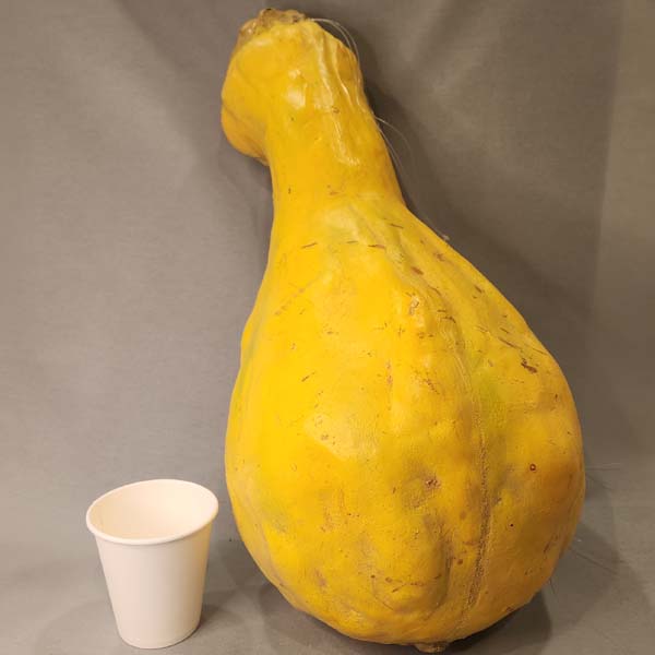 Oversized yellow squash
