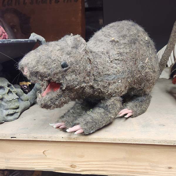Large Harry rat