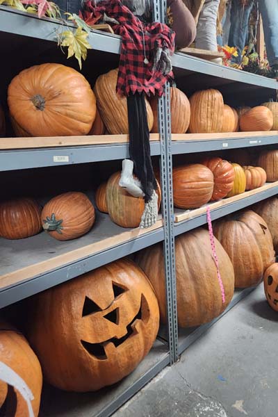 Assorted pumpkins and jack-o-lanterns