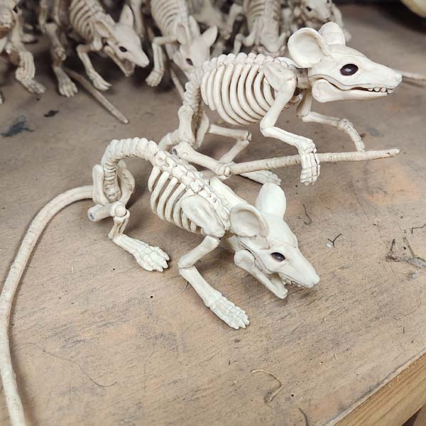 Rat skeleton  6 inch