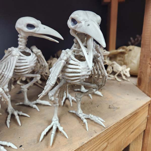 Bird skeleton 10 inch