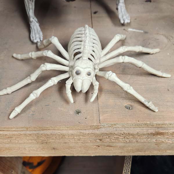 Small spider skeleton size of a hand