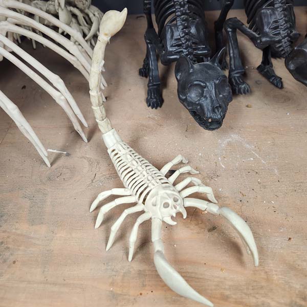 Scorpion skeleton 12 inch nose to tail