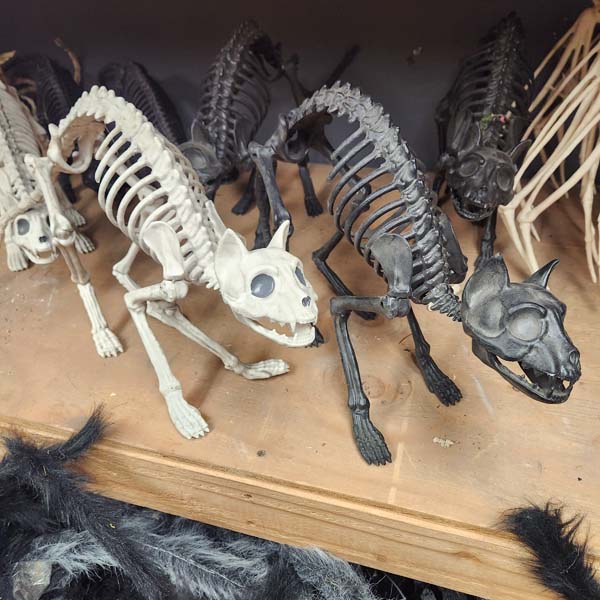 Middle crouching dog