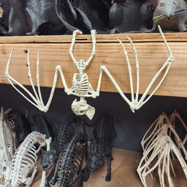 Small hanging bat 1 foot across