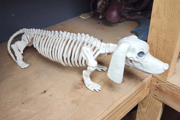 Weiner dog skeleton 24 inch