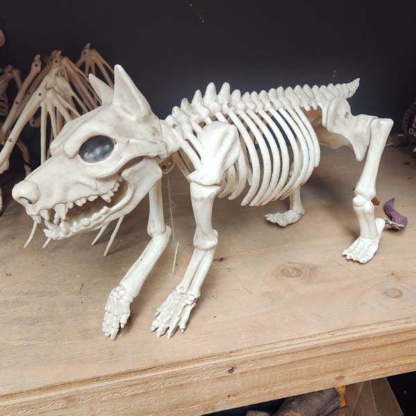 Medium size dog 24 inch