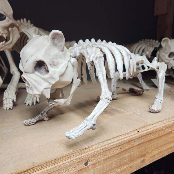 Medium size bulldogs