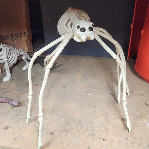 Large spider skeleton  24 inch