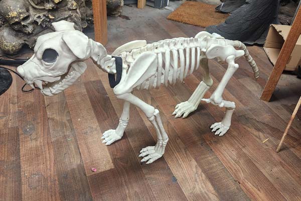 Larger dog skeleton 36 inch