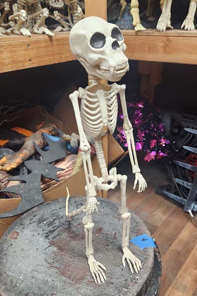 Human skeleton with tail